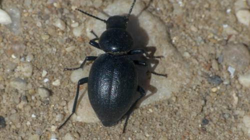 Réf. 322 138 : Tentyria mucronata